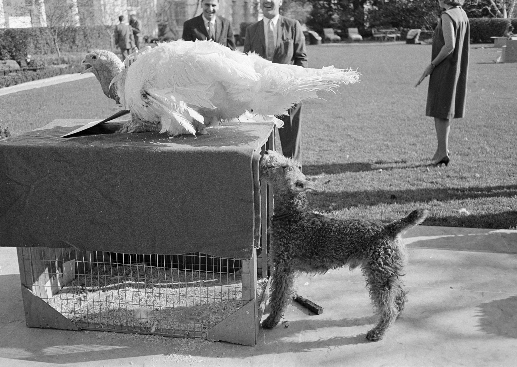 Kennedy turkey pardon, 1963